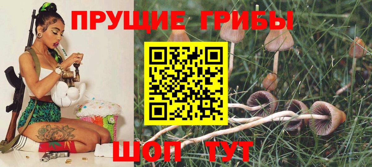 Гатчина  Галлюциногенные грибы Psilocybine cubensis  Вход с VPN 